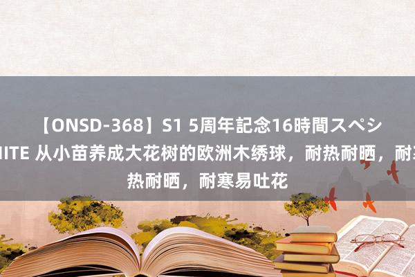 【ONSD-368】S1 5周年記念16時間スペシャル WHITE 从小苗养成大花树的欧洲木绣球，耐热耐晒，耐寒易吐花